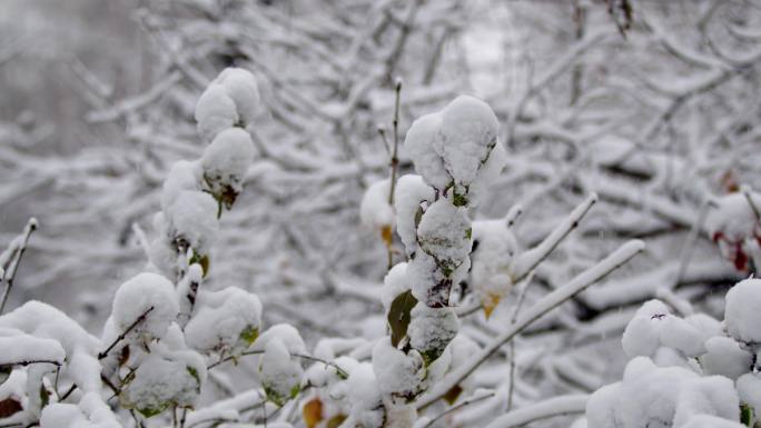 冰雪大世界 下雪 北国 滑雪场