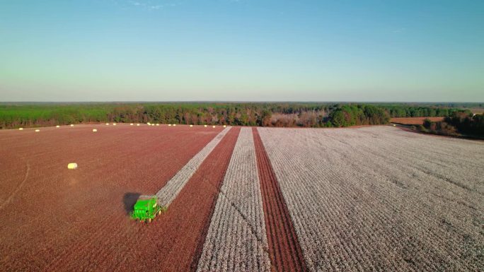 暴露的绿色拖拉机结合棉花田进入画面。农业的概念