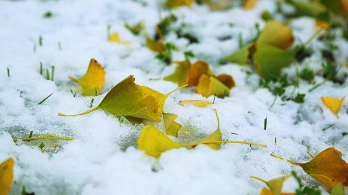 雪地银杏落叶