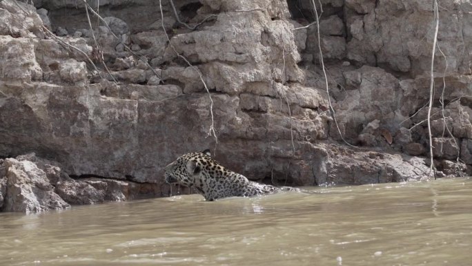 美洲豹，原产于美洲的一种大型独居猫科动物，在巴西乔佛雷港附近的潘塔纳尼拉附近，游过世界上最大的沼泽地