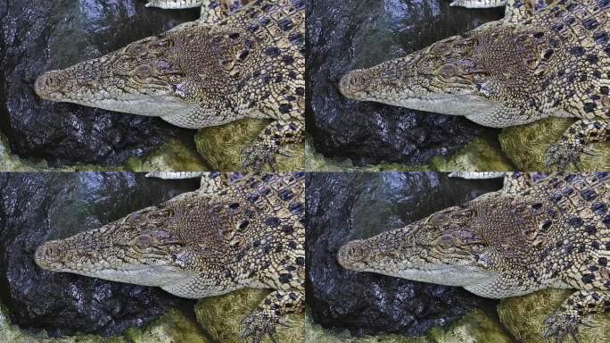 嘴巴紧闭的鳄鱼。咸水鳄(Crocodylus porosus)也被称为河口鳄。