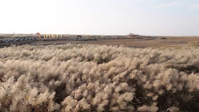 辽宁盘锦红海滩湿地芦苇顺风荡漾