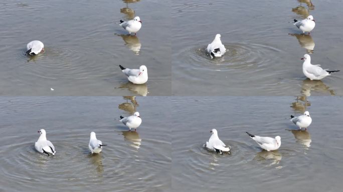 深圳湾红树林海鸥