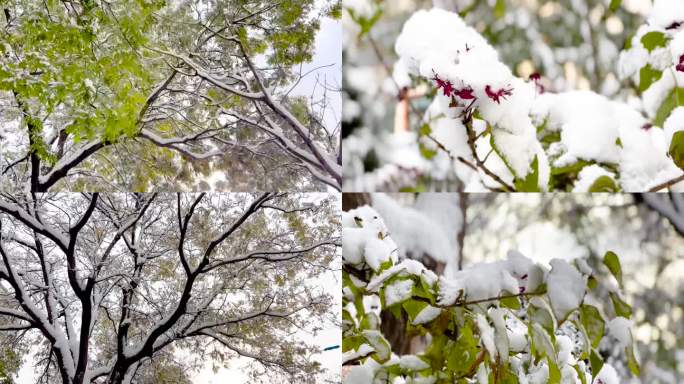 初雪 雪 大雪过后 美丽的雪景  02