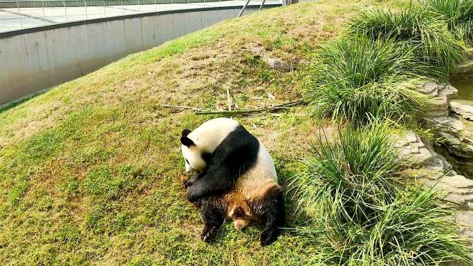 动物园大熊猫 羊驼