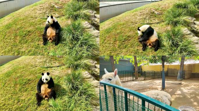 动物园大熊猫 羊驼