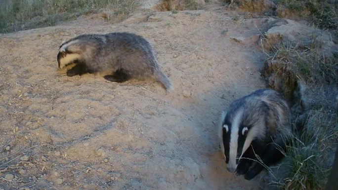 野獾在地上挖洞寻找食物