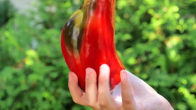 孩子们手里的红辣椒。儿童食品中的辣椒粉。自家菜园里的应季有机蔬菜。