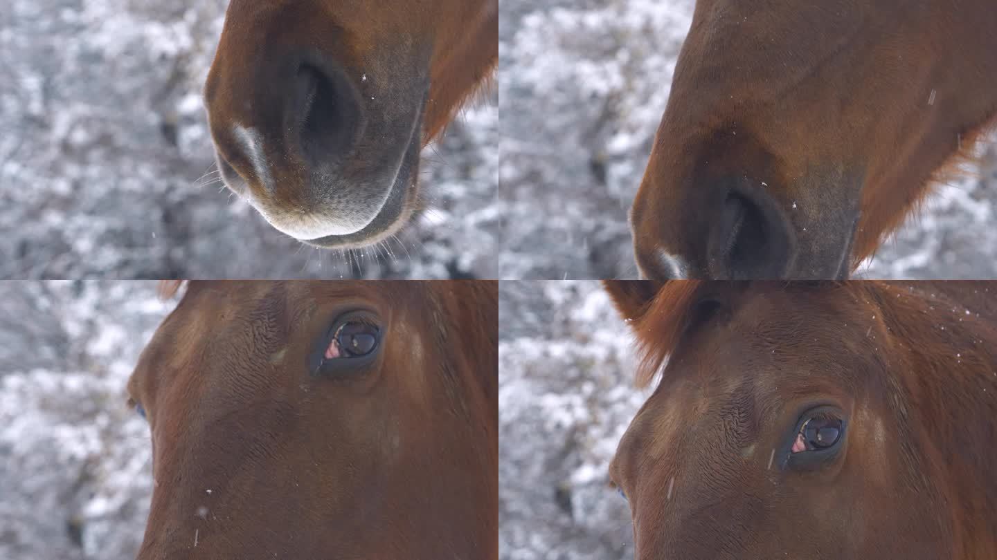 肖像，特写:在雪中，一匹奇妙的棕色马的基座镜头