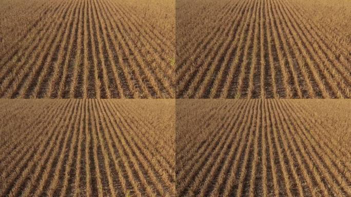 无人机拍摄的栽培大豆田航拍图。夏季夕阳下种植园甘氨酸成熟作物的高角度观察。减少的观点。