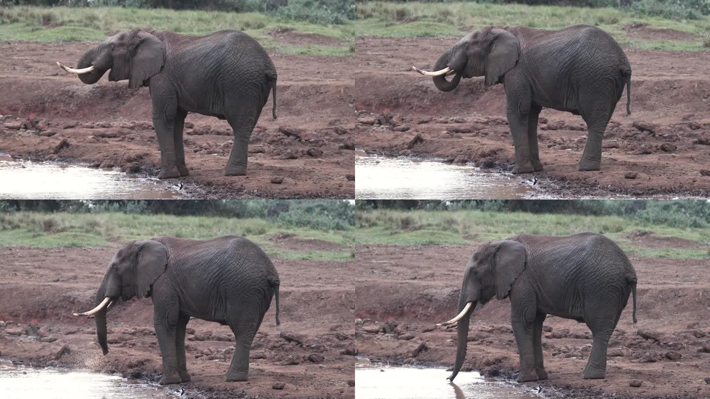 大象在野生动物园的水坑上用鼻子吸水。静态的照片