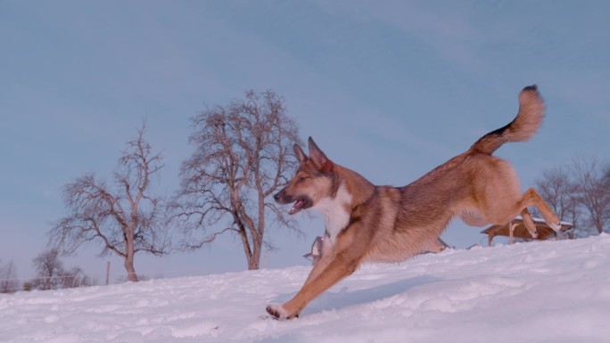 慢镜头，特写:可爱的棕色牧羊犬在下雪的花园里奔跑