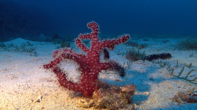 深海生物-红柳珊瑚-软珊瑚-在海底