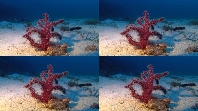 深海生物-红柳珊瑚-软珊瑚-在海底