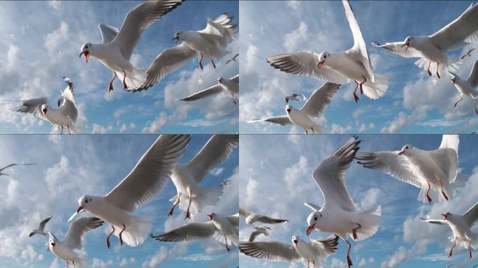 鸟海鸥大海飞鸟飞翔天空蓝天候鸟梦想海鸥鸟