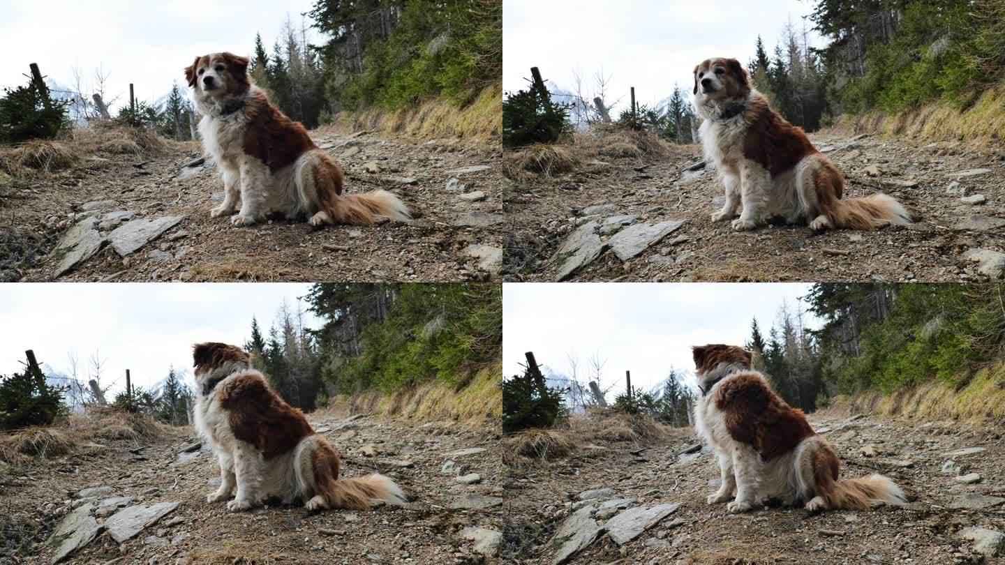 狗狗肖像上的山路风景。红色带白色斑点的狗在路上繁殖寻回犬。缓慢的运动。