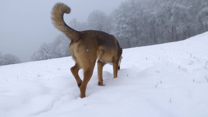 特写:一只棕色的混血狗正忙着在雪地上嗅来嗅去