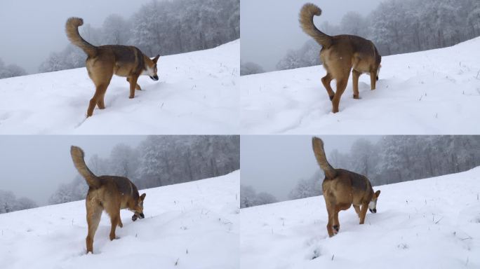 特写:一只棕色的混血狗正忙着在雪地上嗅来嗅去