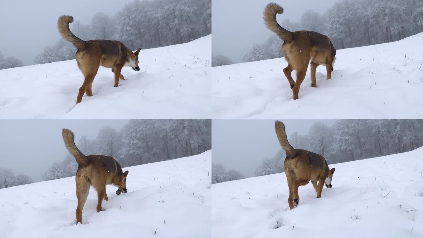 特写:一只棕色的混血狗正忙着在雪地上嗅来嗅去