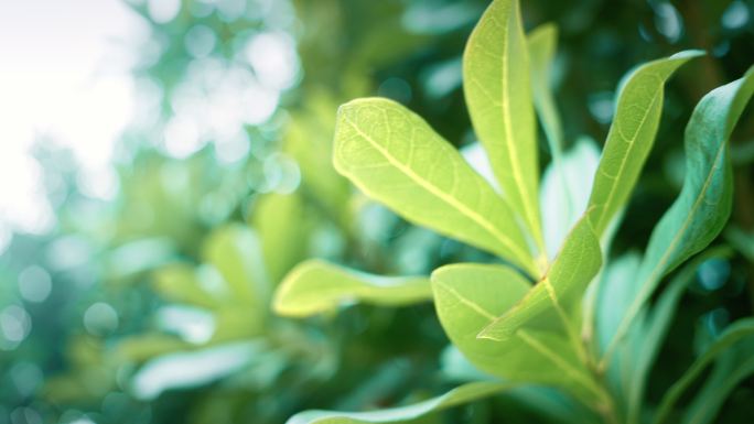 绿色植物特写油茶花