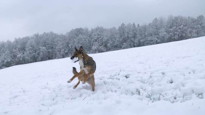 慢镜头:可爱的棕色牧羊犬抓住了主人扔过来的雪球