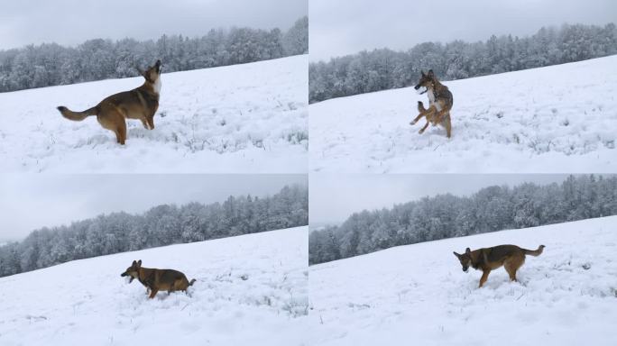 慢镜头:可爱的棕色牧羊犬抓住了主人扔过来的雪球