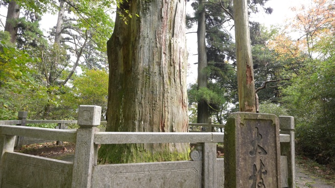 临安天目山大树王