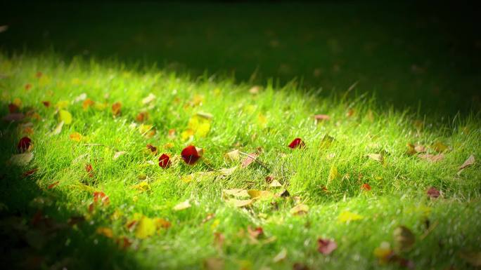 阳光穿过草地 光影 落叶 氛围感