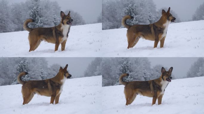 特写:一只牧羊犬站在积雪的草地上，等待着飞来的雪球