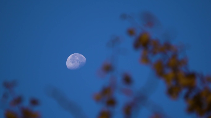 清晨树梢上的月亮