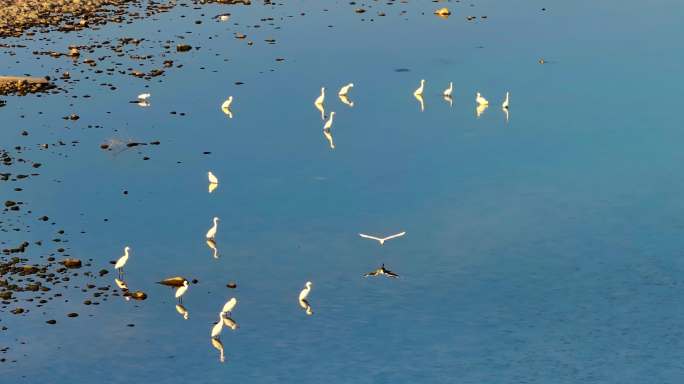 湿地群鸟展翅飞翔升格