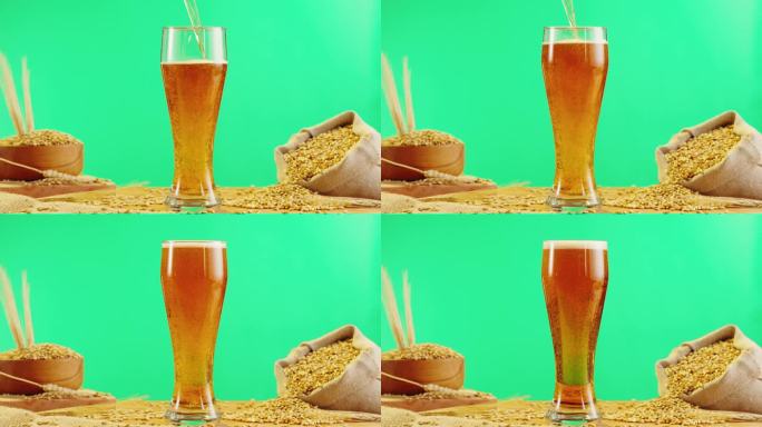 泡沫啤酒在玻璃特写。酒精金色啤酒杯喝。新鲜的淡色麦酒以绿色为主色背景和小麦为基调。