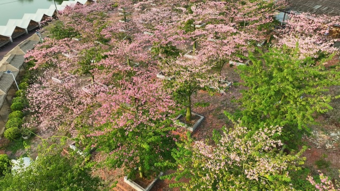 航拍南宁六六水库异木棉种植基地