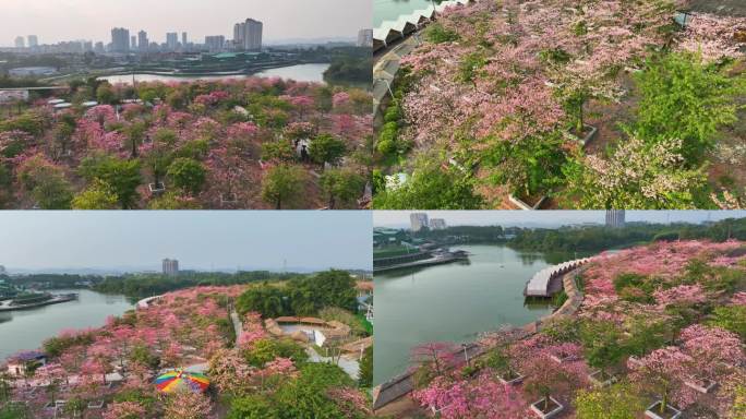 航拍南宁六六水库异木棉种植基地