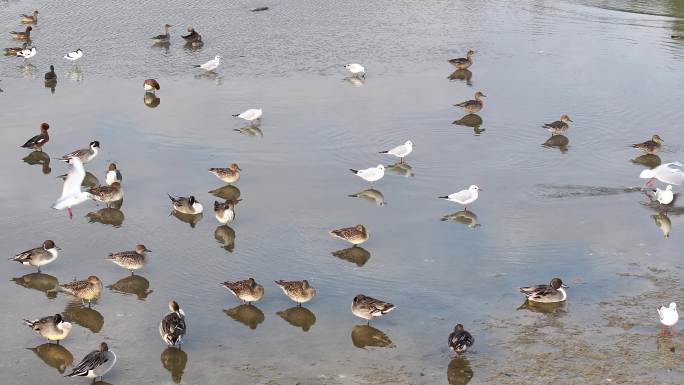 湿地公园野鸭海鸥