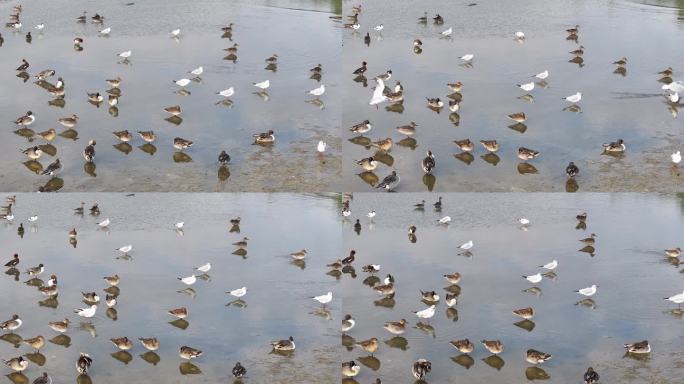 湿地公园野鸭海鸥