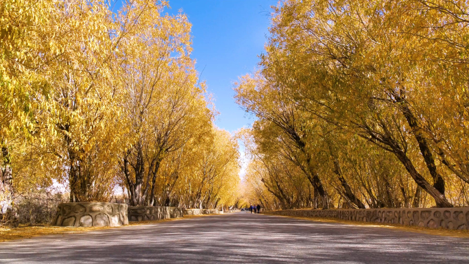 新疆塔合曼树洞公路