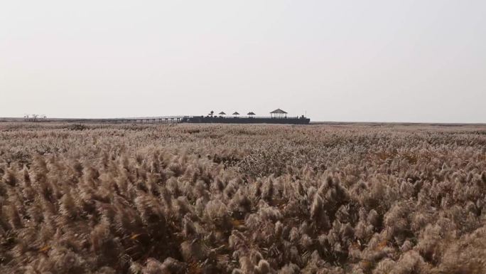 辽宁盘锦红海滩湿地芦苇顺风荡漾