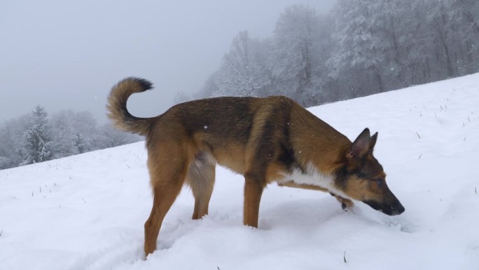 特写:在森林旁的白色草地上，一只狗在新下雪的雪地里寻找踪迹