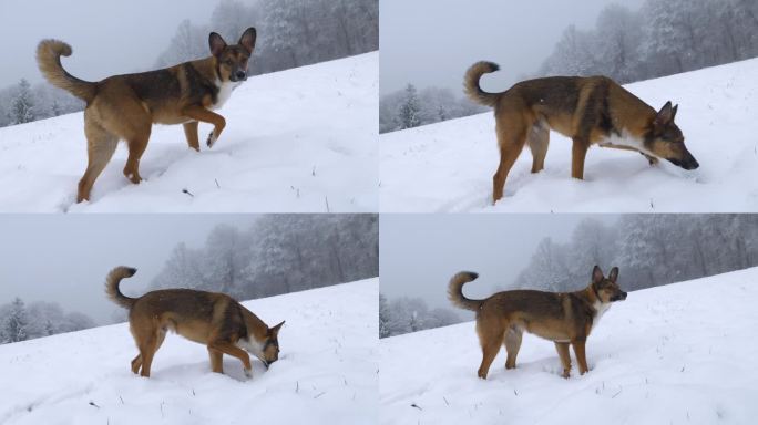 特写:在森林旁的白色草地上，一只狗在新下雪的雪地里寻找踪迹