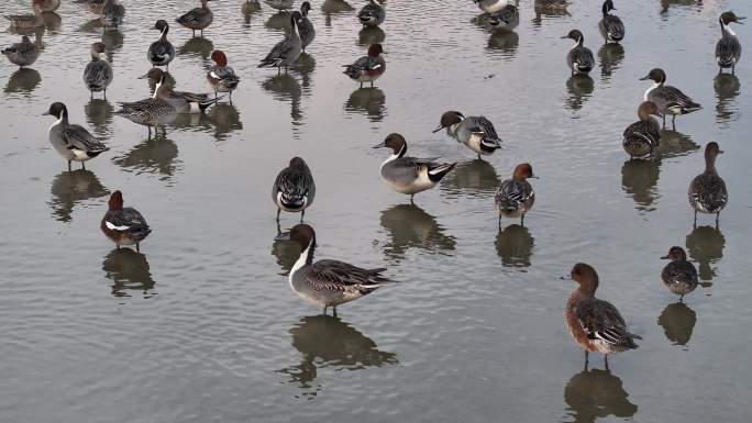 湿地公园野鸭