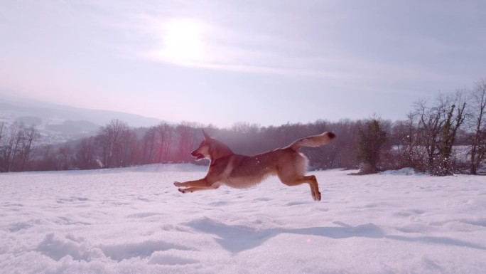 慢动作，镜头光晕:一只兴奋的混血狗在雪地里跳跃和奔跑
