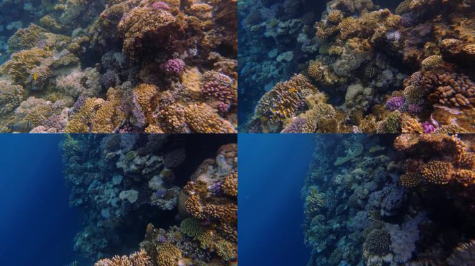 海底世界的珊瑚鱼和红海的珊瑚礁