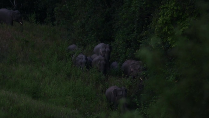在天黑之前，一大群大象从山上冲下来，穿过茂密的草丛和森林的边缘