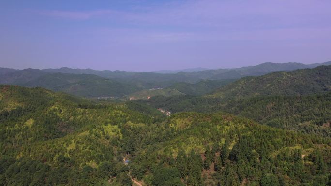 杉木林 福建 大山 山顶 旅游 江西