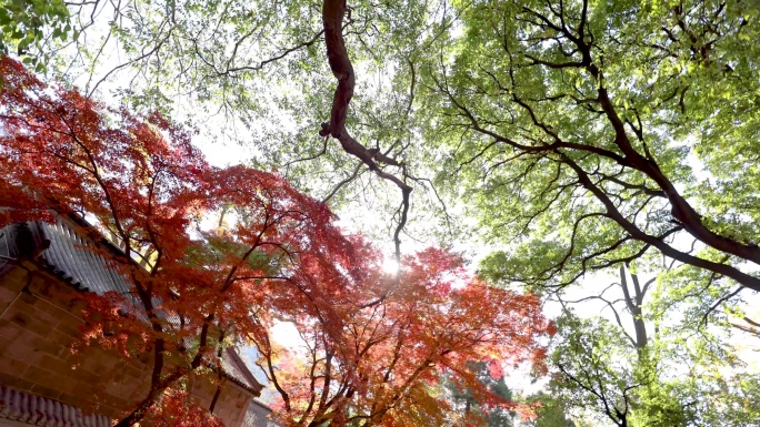 仰拍色彩斑澜的秋叶