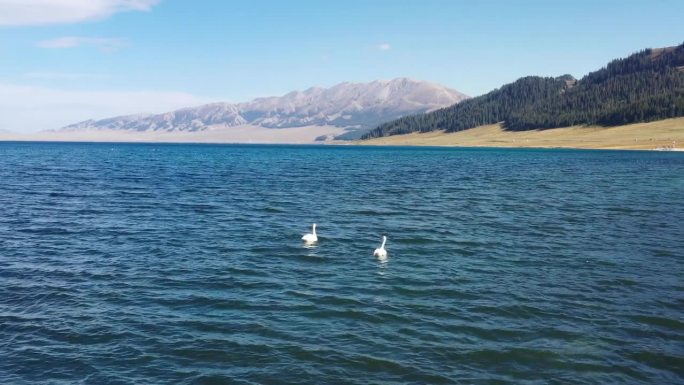 两只白天鹅在湖上觅食