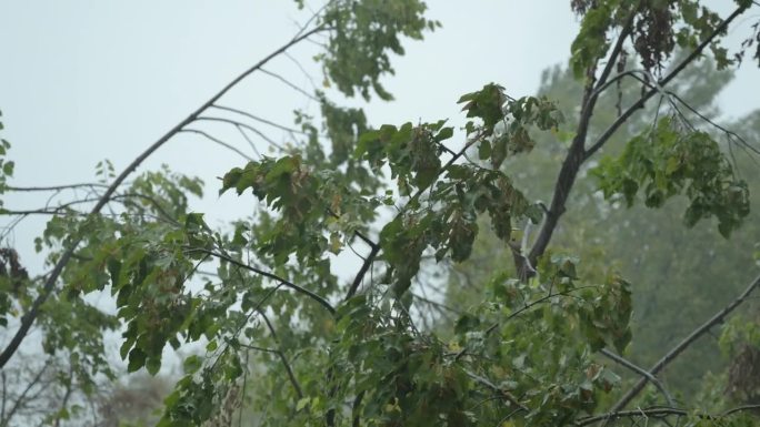 狂风骤雨生态环境树枝摇曳狂风大雨