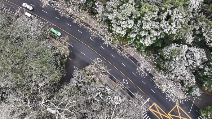 航拍杭州下雪雪中南山路