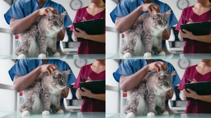 男兽医和女实习兽医护士检查宠物猫手术的特写